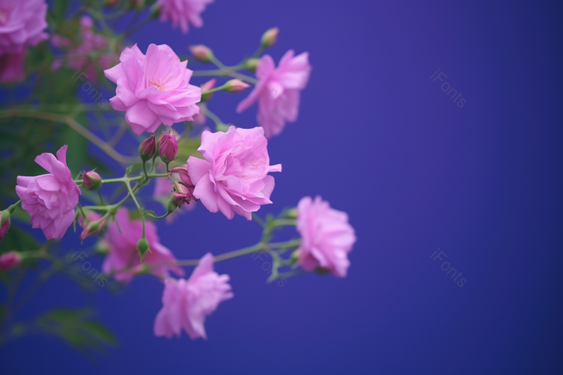 绽放的蔷薇花开蓝紫色背景风光摄影广告背景,高清,摄影图,摄影图片,图片大全,摄影图免费下载